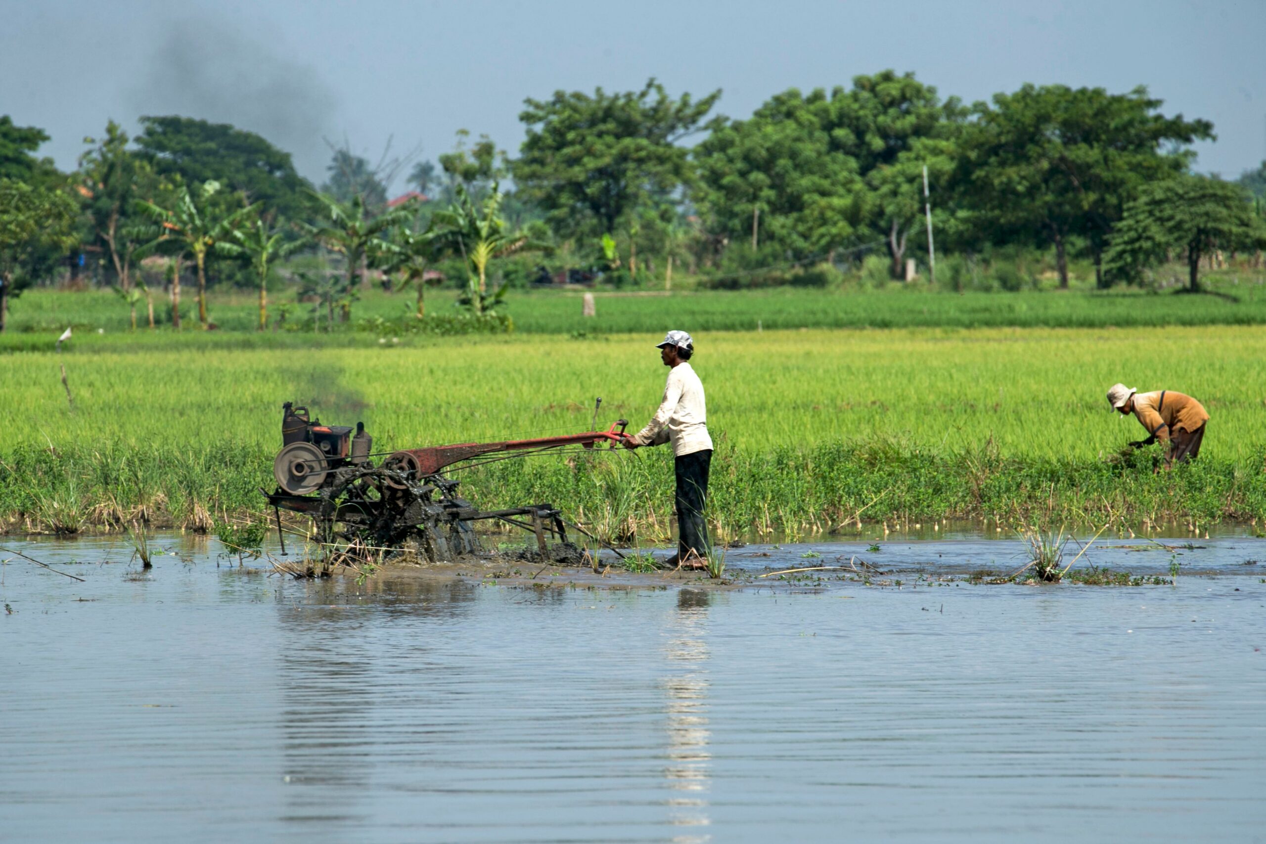Two farmers working in a lush green rice field with a tractor in rural setting.
